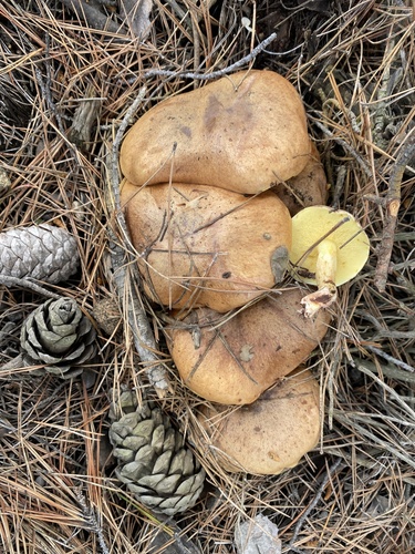 Suillus collinitus