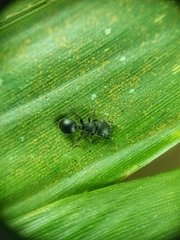 Cataulacus granulatus