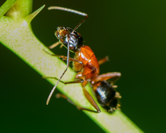 Camponotus texanus