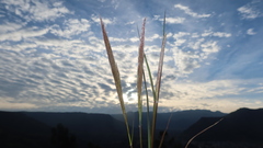 Bothriochloa saccharoides