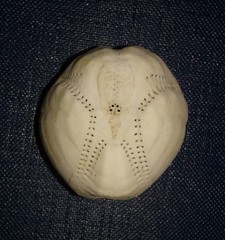 Echinocardium mediterraneum image