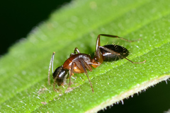 Camponotus texanus