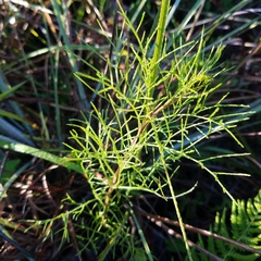 Eupatorium leptophyllum