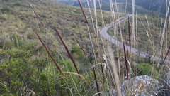 Eragrostis pastoensis