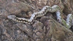 Northern Bark Snake photo 2