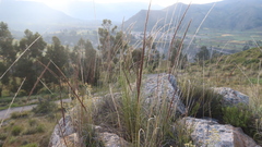 Eragrostis pastoensis