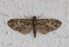 Eupithecia lariciata