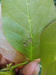 Stagmatoptera diana
