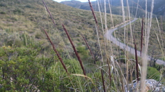 Eragrostis pastoensis