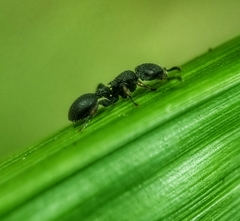 Cataulacus granulatus