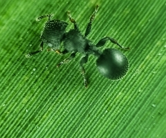 Cataulacus granulatus