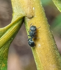 Cataulacus granulatus