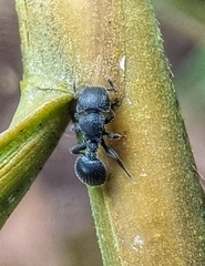 Cataulacus granulatus