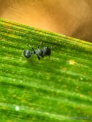 Cataulacus granulatus