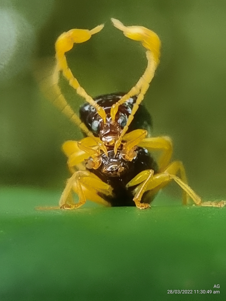 Taumacera