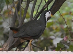 Amaurornis phoenicurus