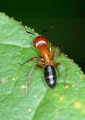 Camponotus texanus