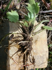 Ranunculus ollissiponensis