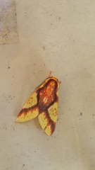 Symphlebia