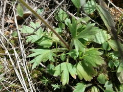 Ranunculus ollissiponensis