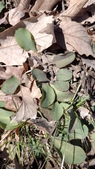 Micranthes virginiensis