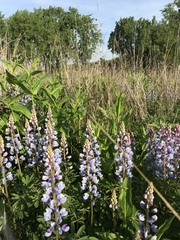 Lupinus perennis