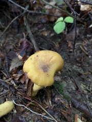 Cantharellus amethysteus