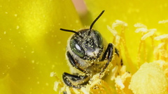 Lithurgopsis gibbosa