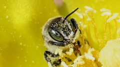 Lithurgopsis gibbosa