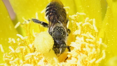 Lithurgopsis gibbosa