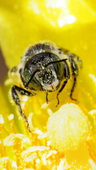 Lithurgopsis gibbosa