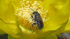 Lithurgopsis gibbosa