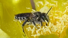 Lithurgopsis gibbosa