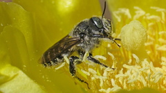 Lithurgopsis gibbosa