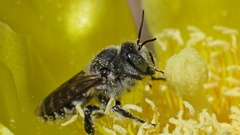 Lithurgopsis gibbosa