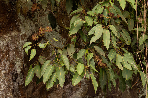 Astropanax myrianthus image