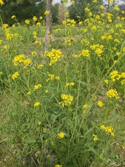Brassiceae