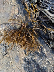 Ascophyllum nodosum