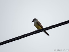 Tyrannus verticalis