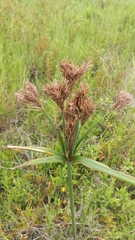 Cyperus prolixus