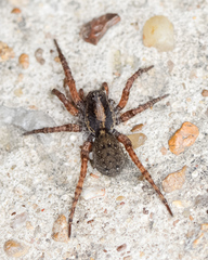 Trochosa sepulchralis