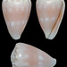 Conus miliaris - Photo (c) uwkwaj, algunos derechos reservados (CC BY-NC), subido por uwkwaj