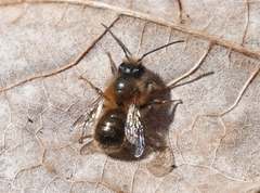 Osmia cornifrons
