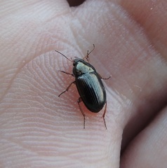 Amara anthobia