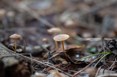 Strobilurus stephanocystis