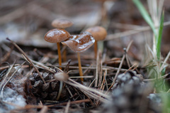 Strobilurus stephanocystis