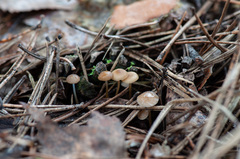 Strobilurus stephanocystis