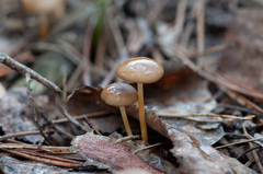 Strobilurus stephanocystis