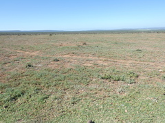 Arctotis arctotoides