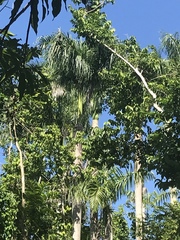 Roystonea borinquena